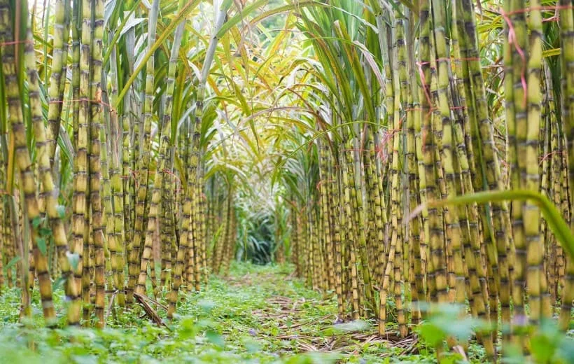 Хит продаж, сельскохозяйственная продукция, оптовая продажа, вес 20 кг, замороженный сахарный тростник натурального цвета из Вьетнама