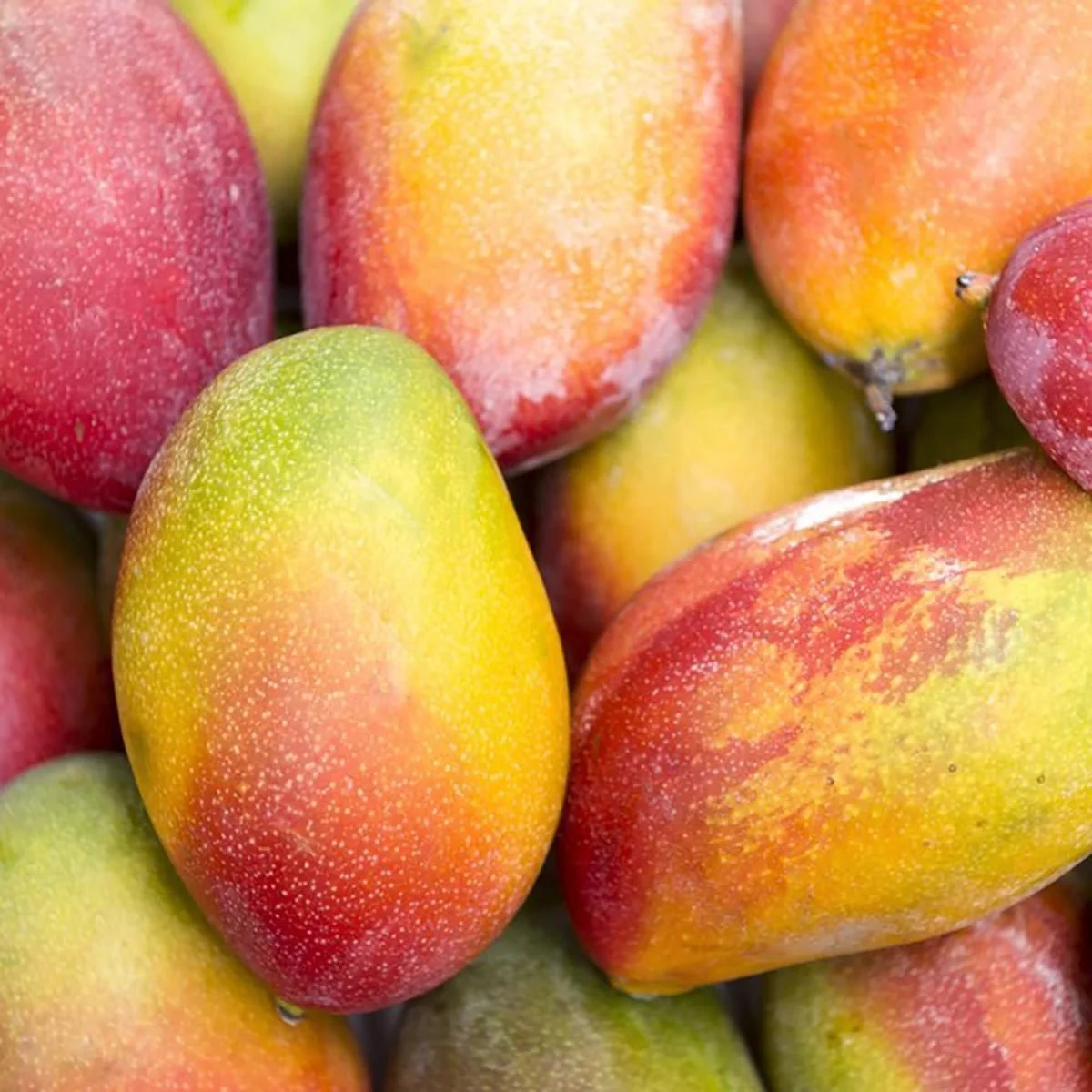 
BEST PRICE FOR Germany FRESH MANGO!!!!! 