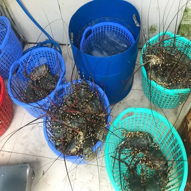 
WHOLE SALE LIVE CRAYFISH - SPINY LOBSTER WHOLE ROUND 