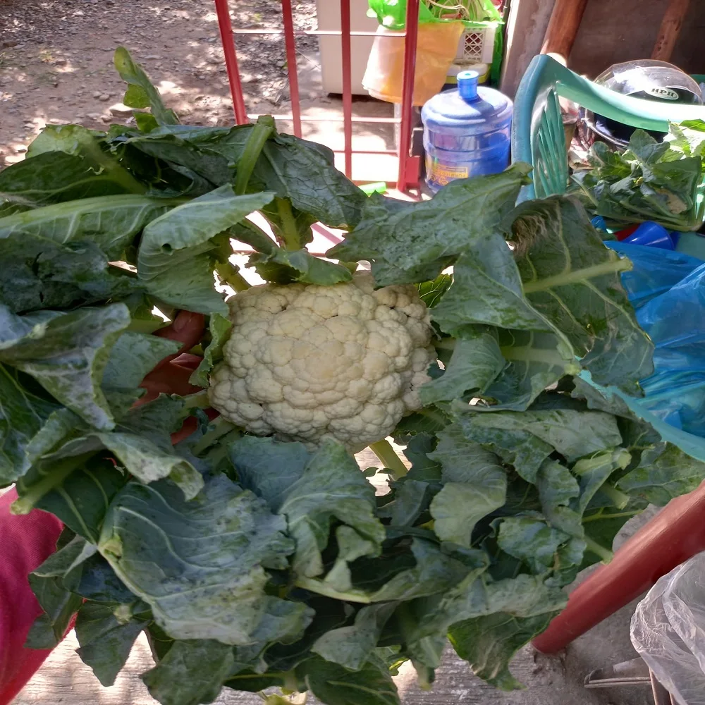 New Harvest frozen Cauliflower Fresh Green leaf Vegetables Healthy Cauliflower