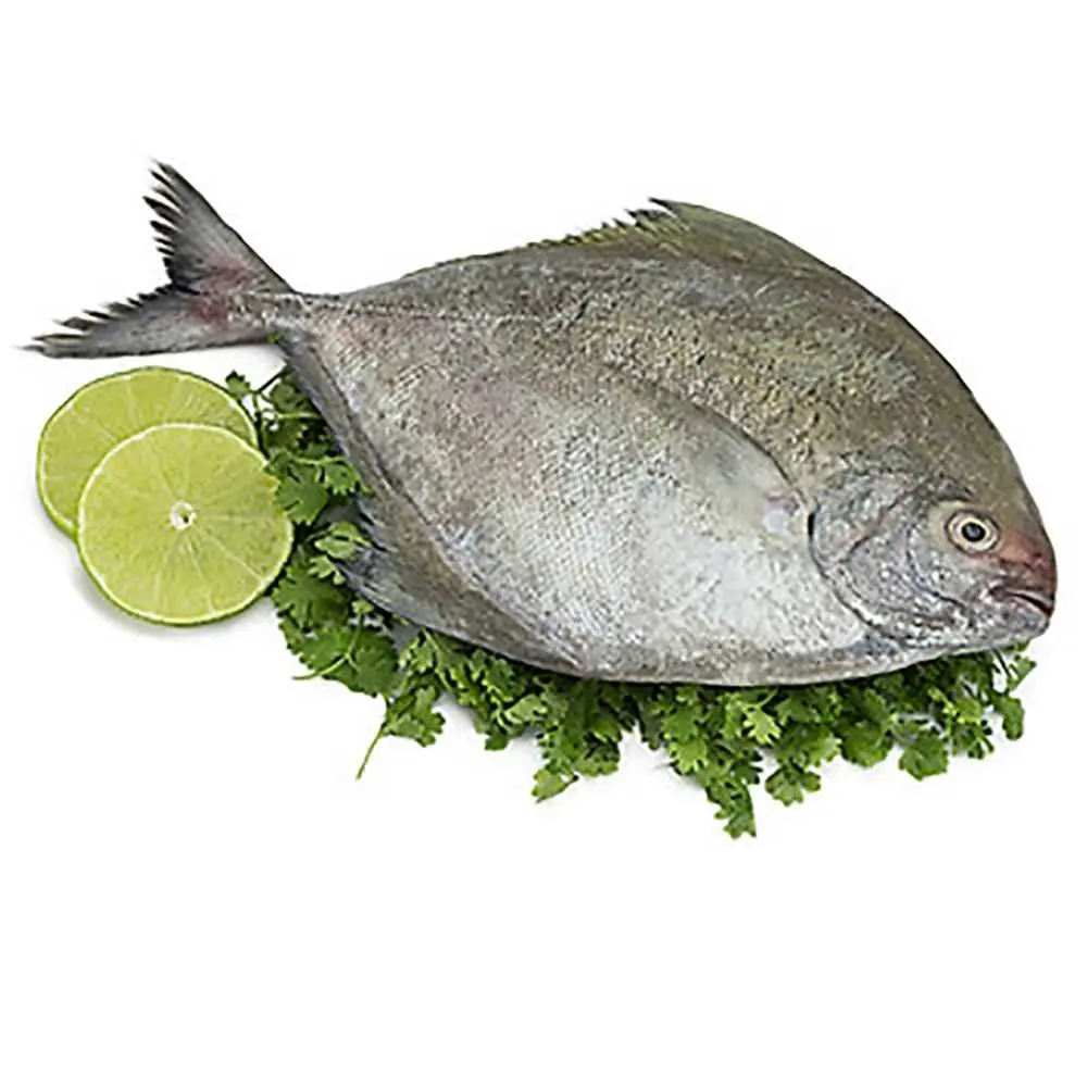 The High Quality IQF Black Pomfret with Best Price In Viet Nam (ThaiLien company, Ms Fiona +84908794118)