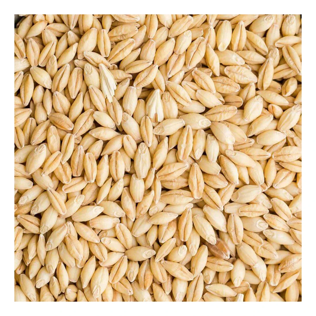 Best Feed Barley grain / Barley Malt grain / Hulled Barley Ready