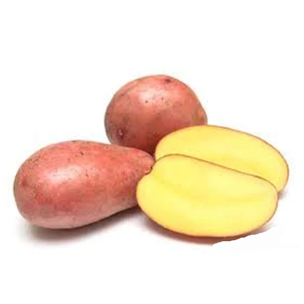 Оптовая продажа низкая цена 100% натуральный органический экспорт качественный свежий картофель поставщик картофеля из бангладеш