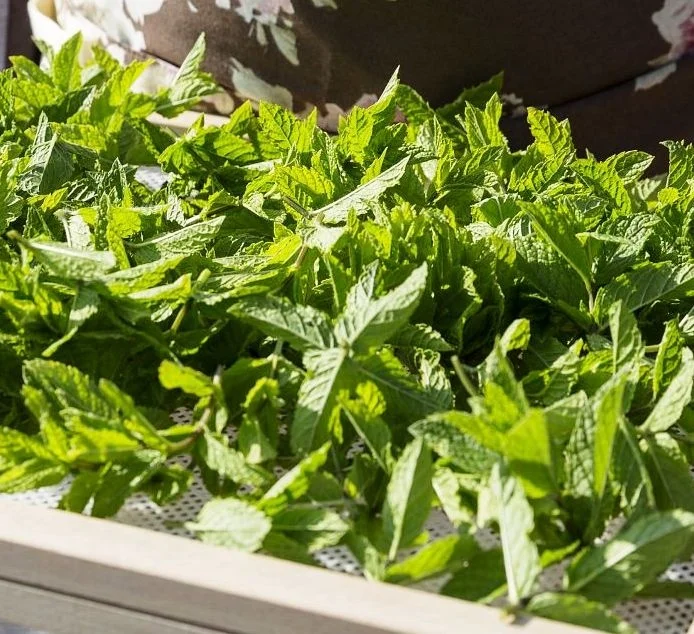 
Bulk Herbs Marshmallow for cigarettes Ready herbal blend Marshmallow RYO Marshmallow Leaves Herbal Blends for RYO 