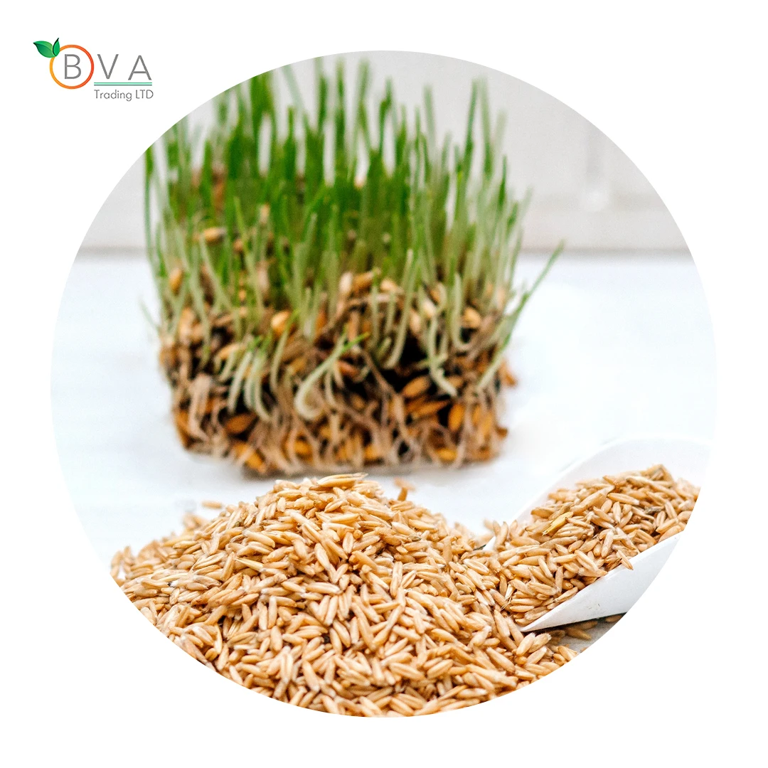 Peeled Oat Hiqh Quality Naked Oats Origin Ukraine