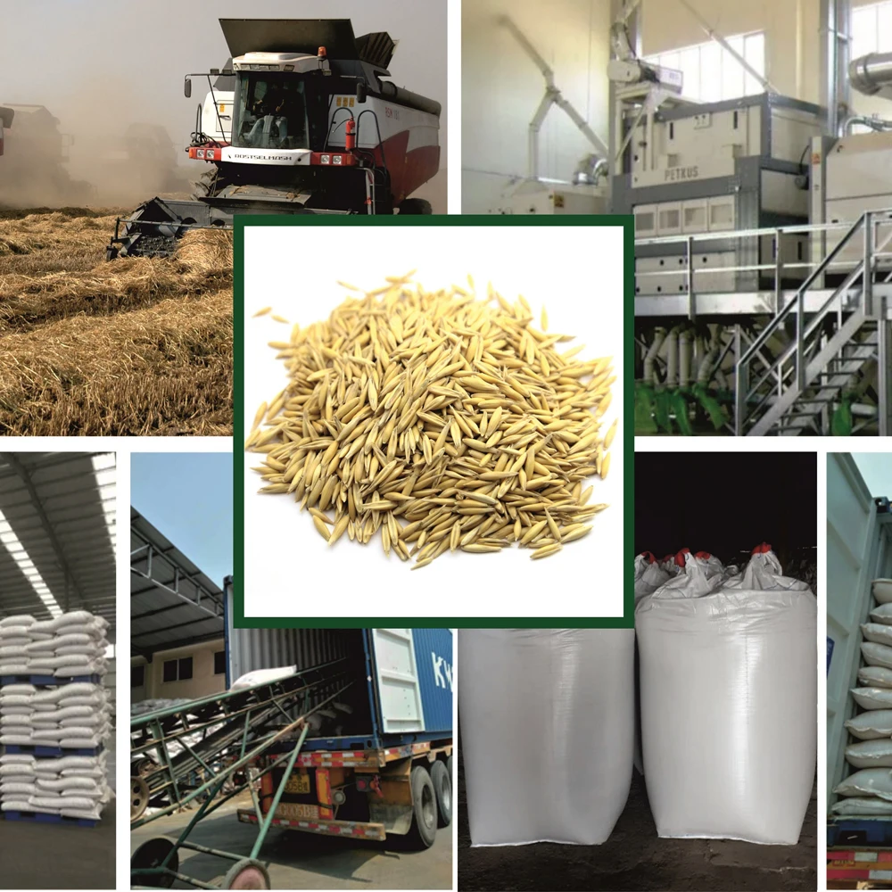 Great quality oats  25/50 kg bags or in bulk, product of Russia