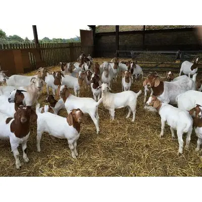 
LIVE Full Blood Boer Goats / Pure Breed Saanen Goats / Sheep / Cattle/ Cows / LIVE Goats 
