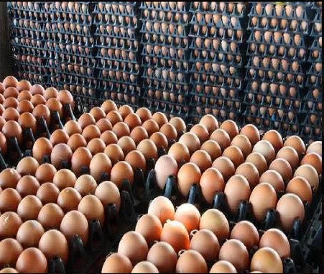 
Top Quality Fresh Chicken Eggs 