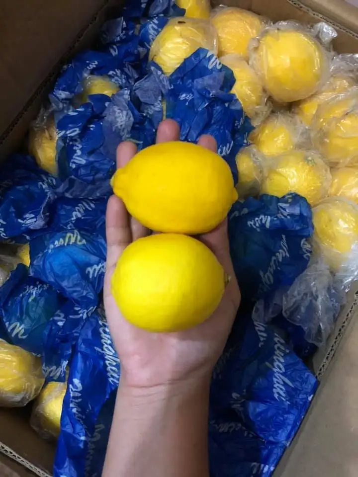 lemon fruits 1.jpg