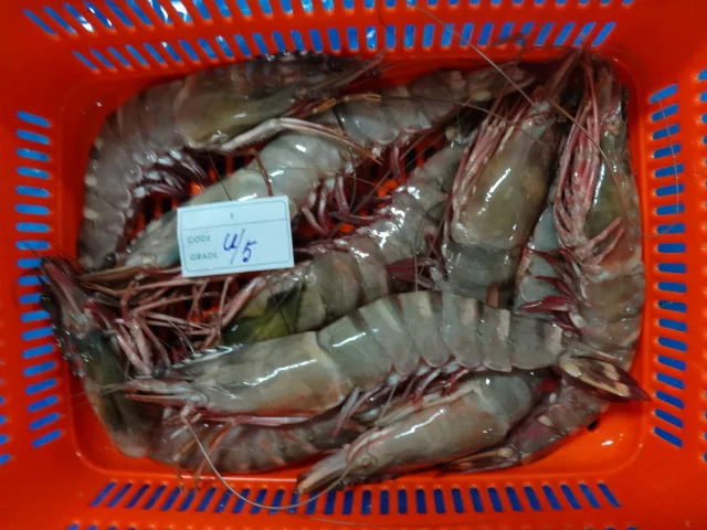BLACK TIGER SHRIMPS SEA CAUGHT