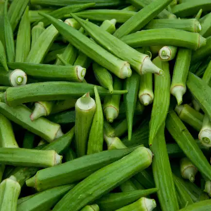 Fine Quality Fresh Green Lady Finger / Okra / Bhindi /  Wholesale Cheap Price Seller From India Indian vegetable Seller .
