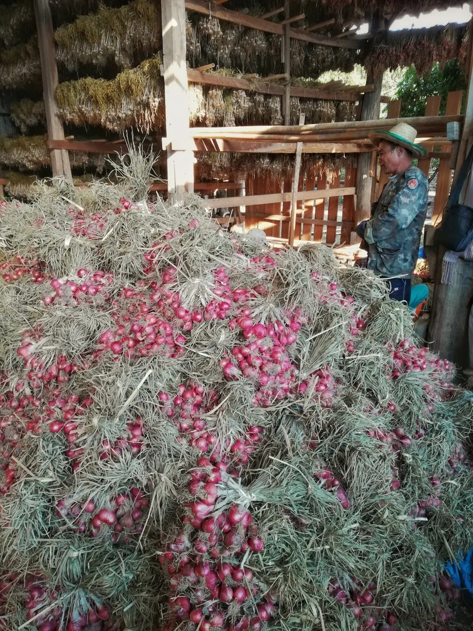 
Good Price Fresh Red Shallot Onion from Thailand 