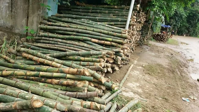  [Оптовая Продажа] сухой прямой бамбук по низкой цене для садового растения/Ms.May + 84 904183651