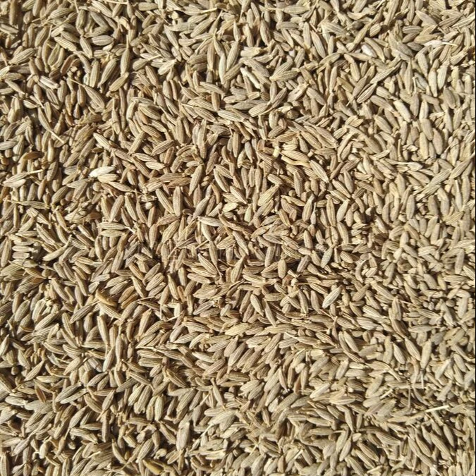 EXPORTS QUALITY CUMIN SEEDS NATURAL CUMINUM CYMINUM