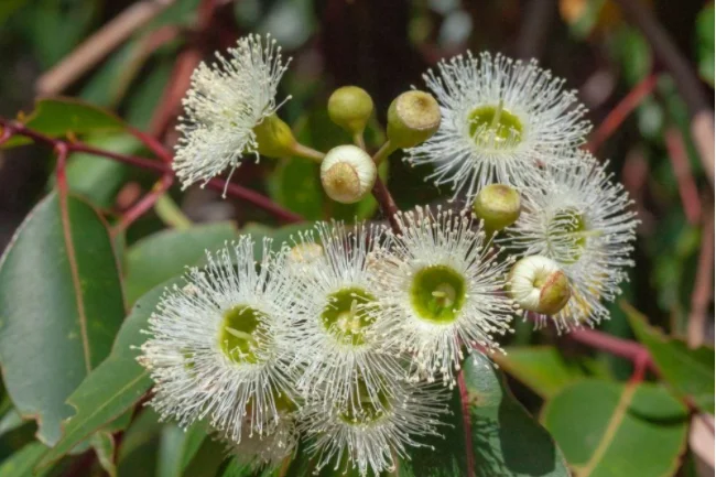 
Natural Premium Mono-Floral Raw Corymbia Calophylla Tree 83% Brix 500g TA35+ Marri Honey In Mason Jar Packaging 