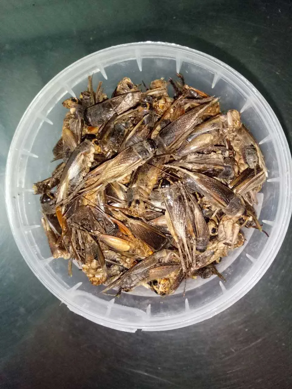 Крикеты съедобные насекомые оптовая продажа еда для домашних животных черви сушеный крикет MS ANNA + 84902804571