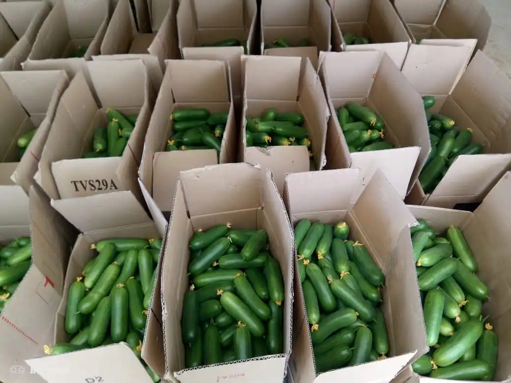 Огурец, Европейский огурец 5 кг, упаковка под заказ, свежий огурец