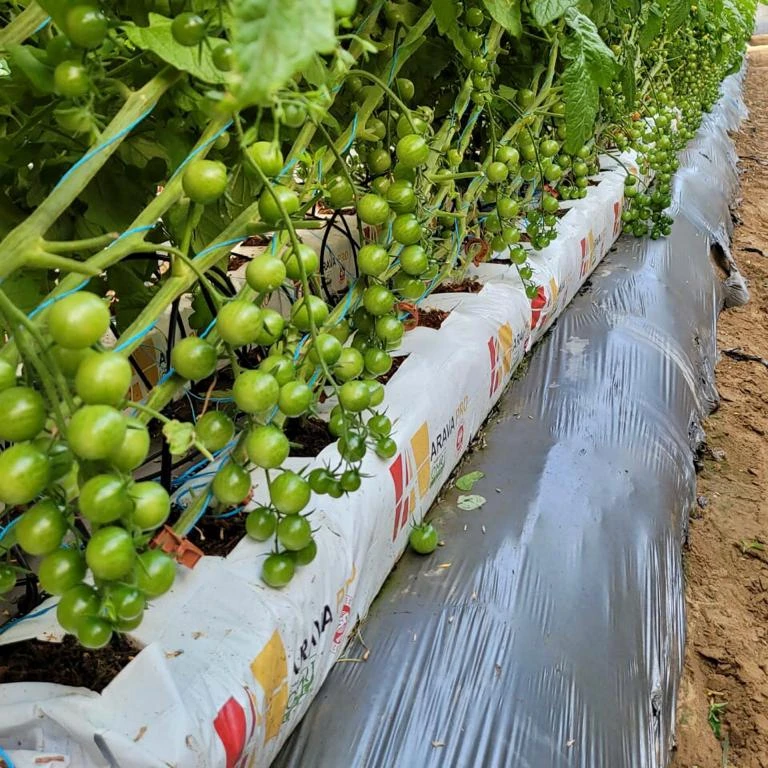 Best Tomato Grow bags with high yield for greenhouse at the best price