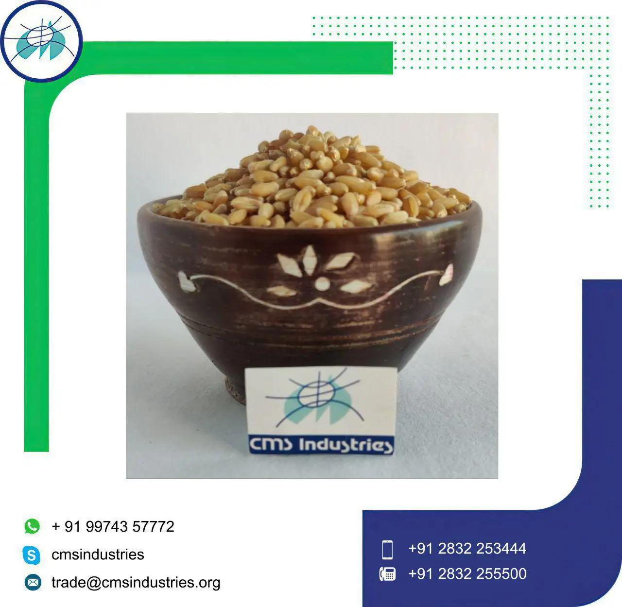 Гомогенная Пшеница локвана