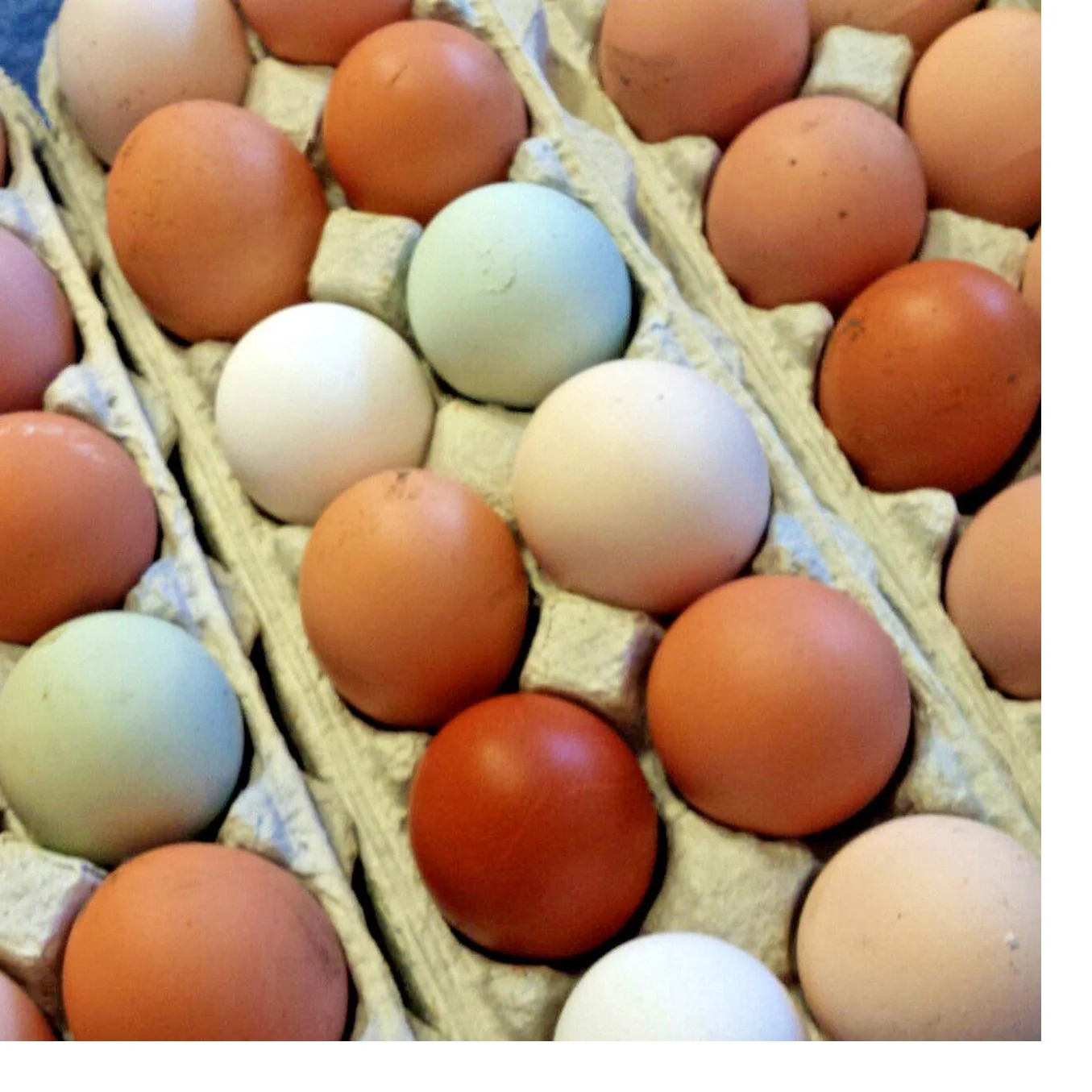 Fresh Brown White Table Eggs / Fresh Chicken Eggs, Sell At Best Rate
