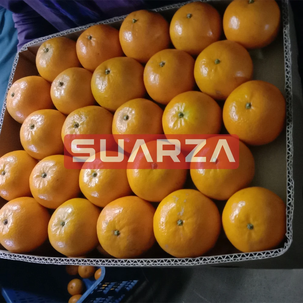 Свежая цена на кинноу, Пакистан, Sargodha Kinnow/свежие мандарин OrangesBulk, Свежие Мандарины Kinno, пакистанский кино мандарин