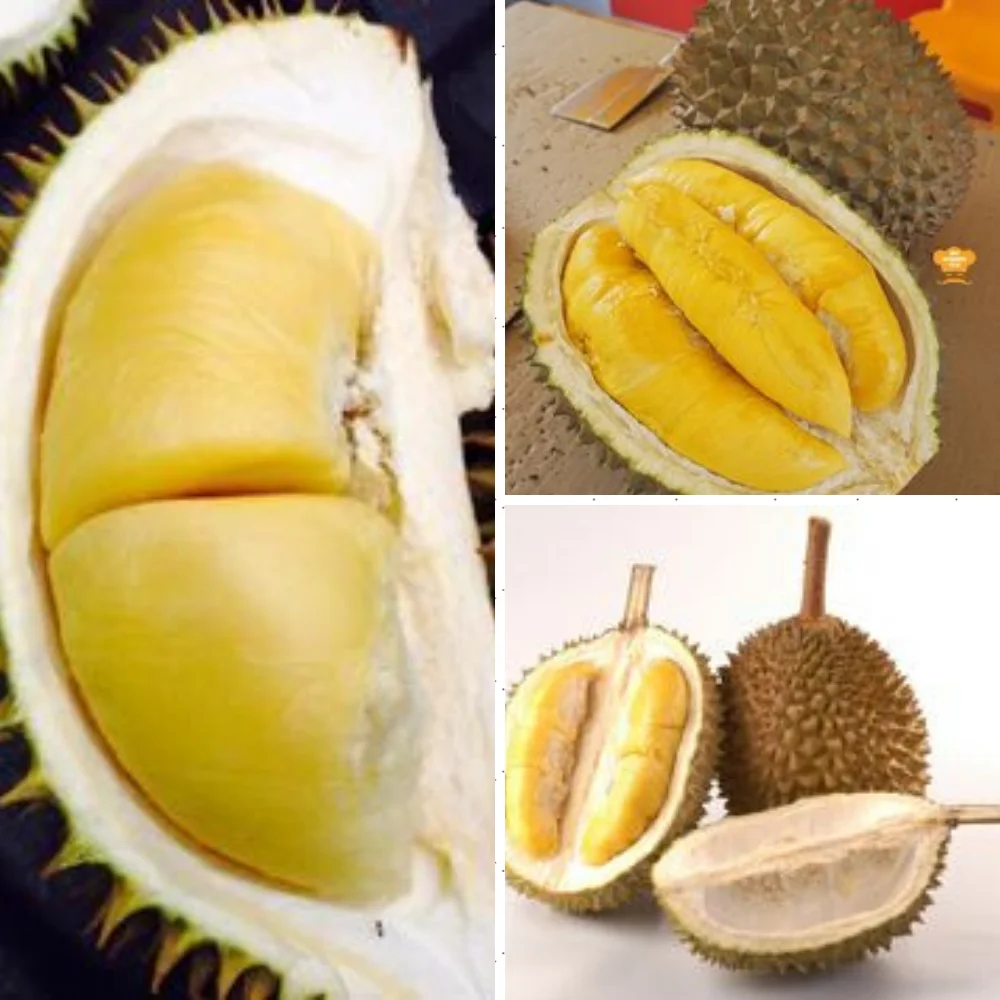  Лучшая цена свежие MONTHONG DURIAN из Вьетнама для