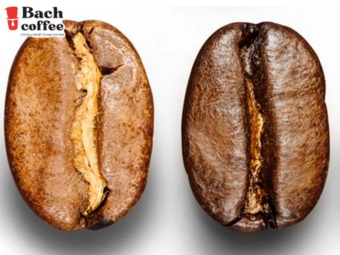 Distributor White Coffee Ground Coffee / 100 % Catimor Coffee  Beans  Extremely Lightly Roasted/ Low Acidity/ Small Batches