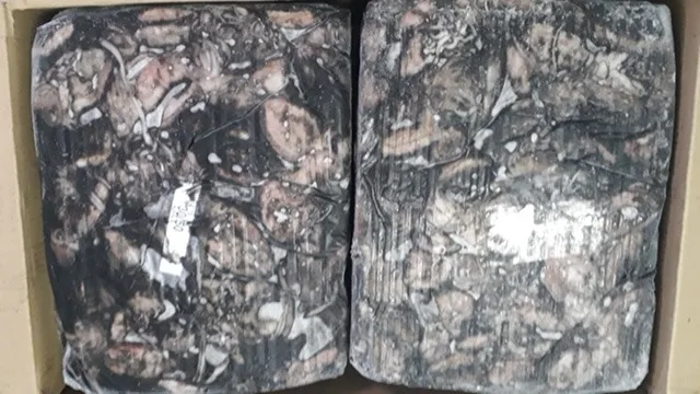 FROZEN BABY CUTTLEFISH WHOLE