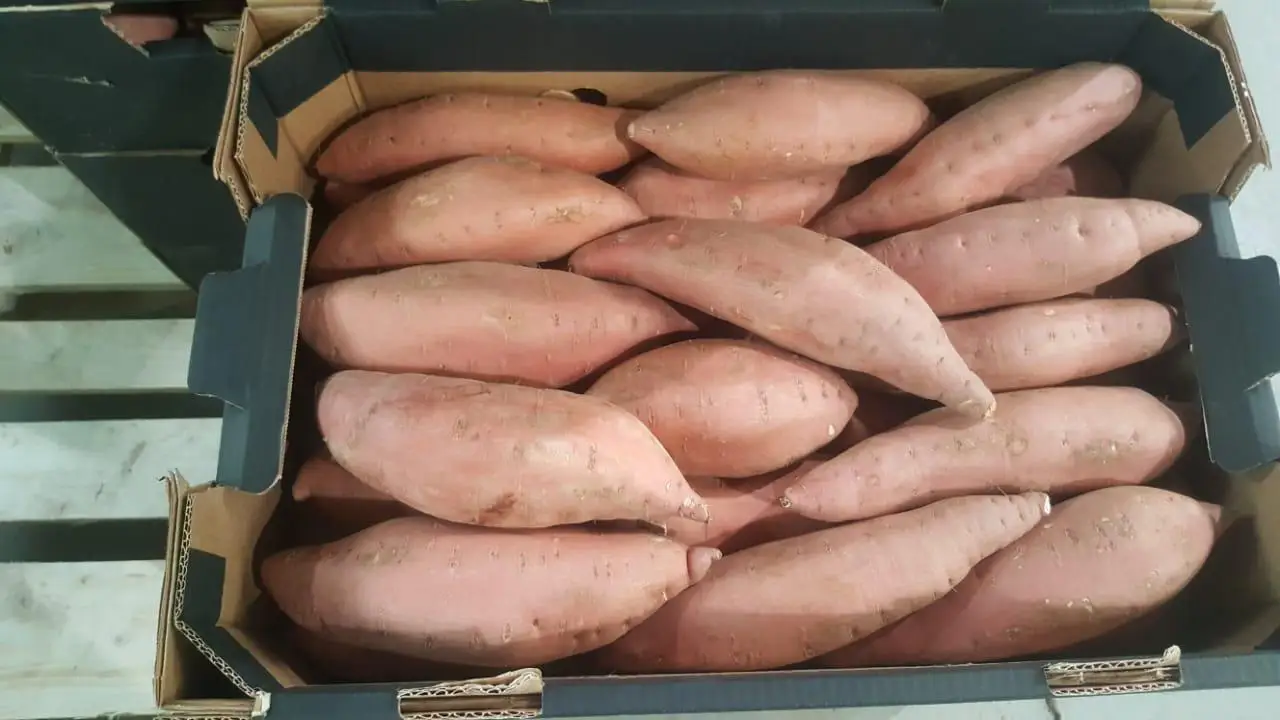 Новый урожай, египетский сладкий картофель