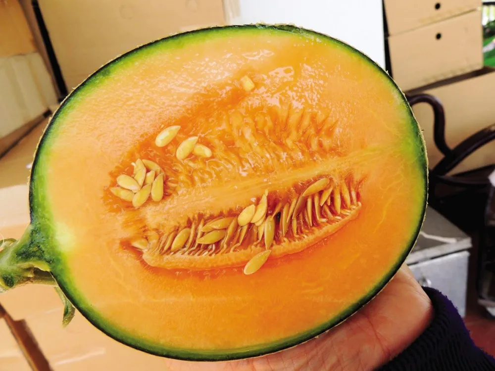 
Premium Cantaloupe King Melon Taken Care By Japanese Standard Procedure 