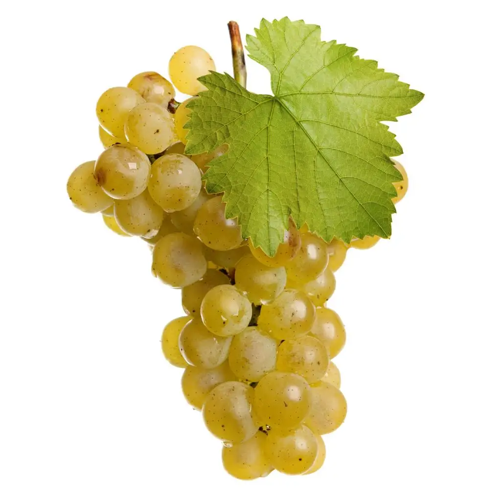 
Wholesale Low Prices Organic Yellow Raisins 