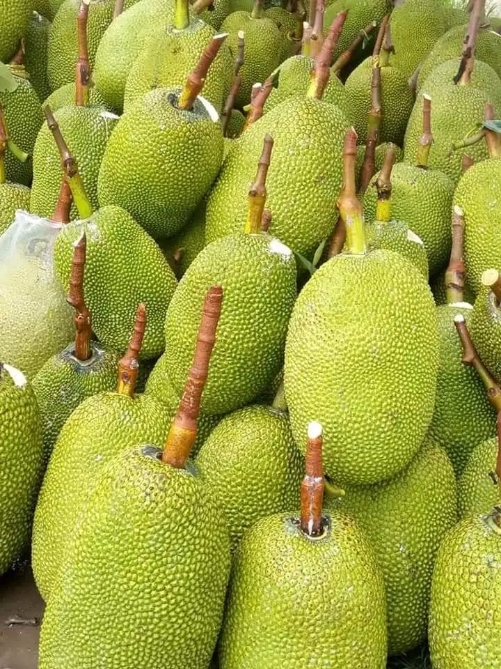 10/15/20/30 kg No Chemicals Top Wholesale Sweet Taste From Vietnam Fresh Jackfruit