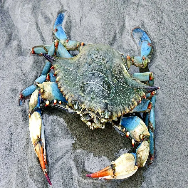 Замороженный король краб живые королевские