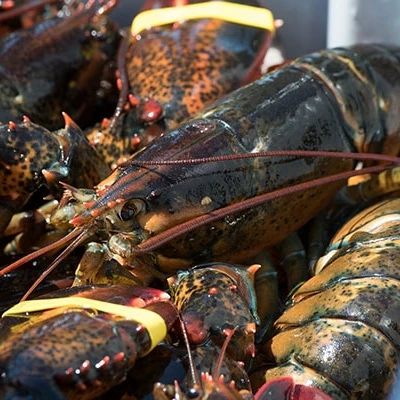 
Hot sales price Fresh Frozen Lobsters / Canadian live Lobsters for sale 