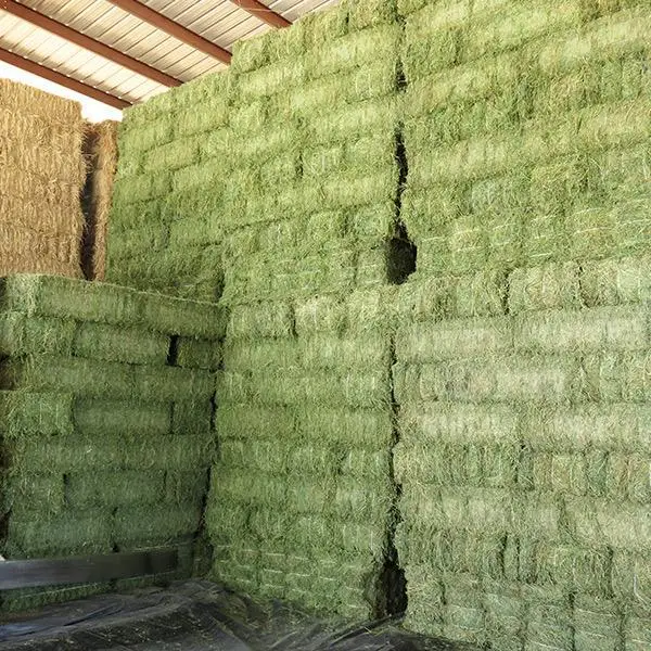 Alfafa Hay Feed/ Best Alfalfa for Export