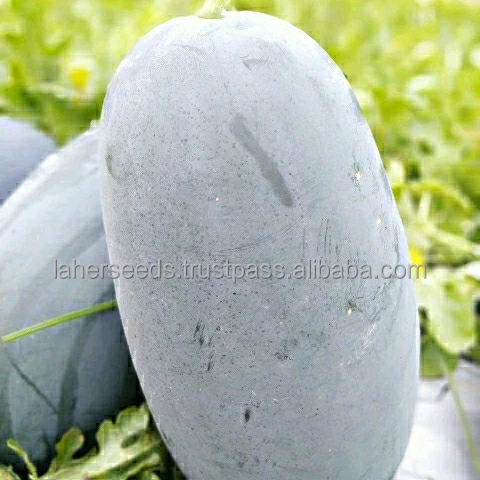 
Manufacturer of APEXX Hybrid watermelon seeds on wholesale price 