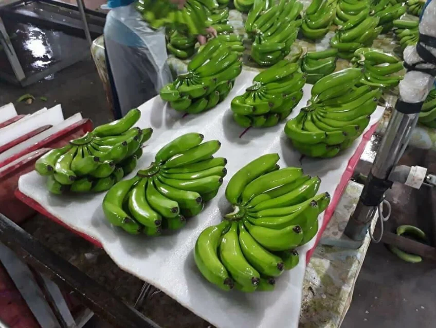 Fesh Cavendish Banana from Vietnam to the best price - VietGAP and GlobalGAP standards in agricultural production
