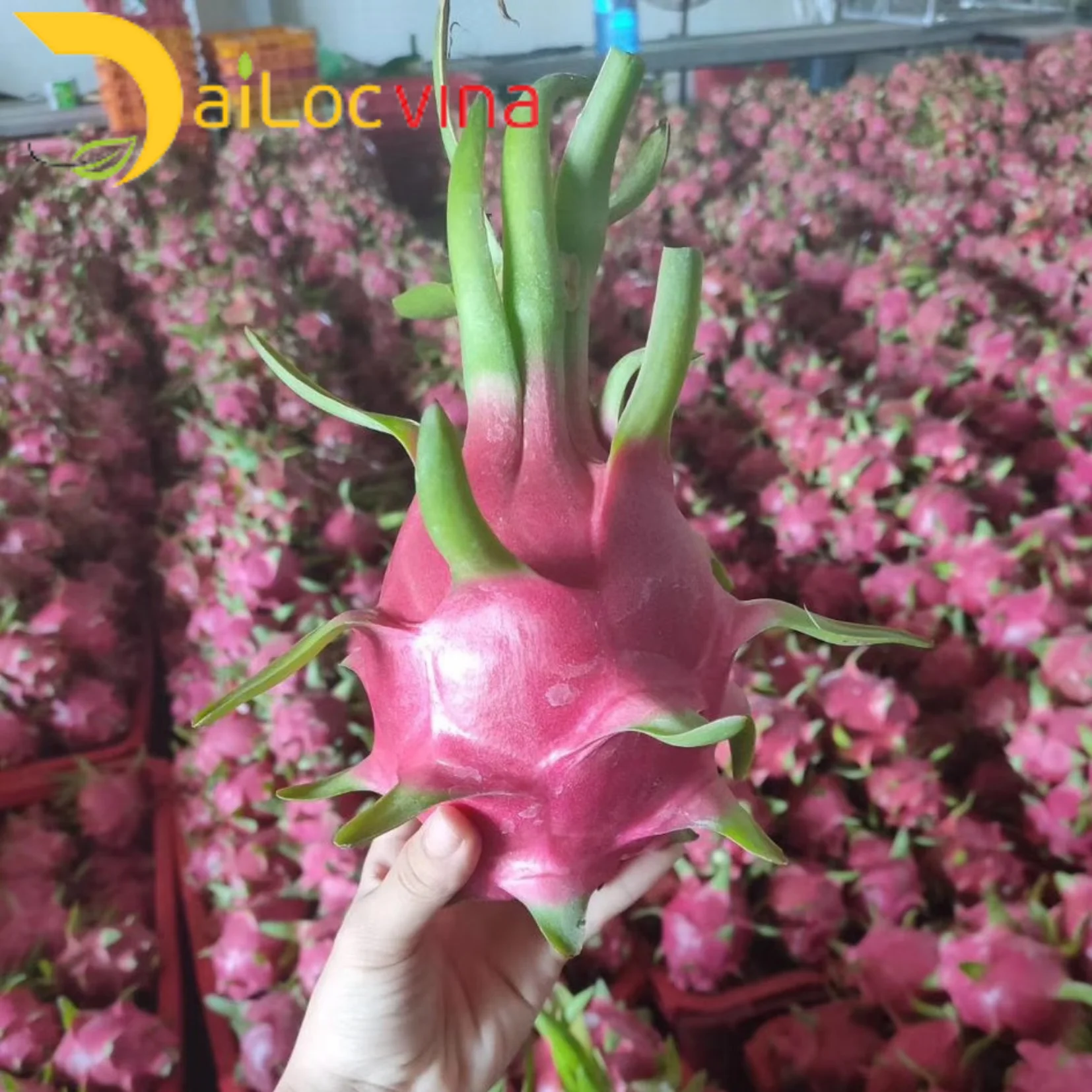 Вьетнамский фрукт красного дракона-вьетнамский дракона