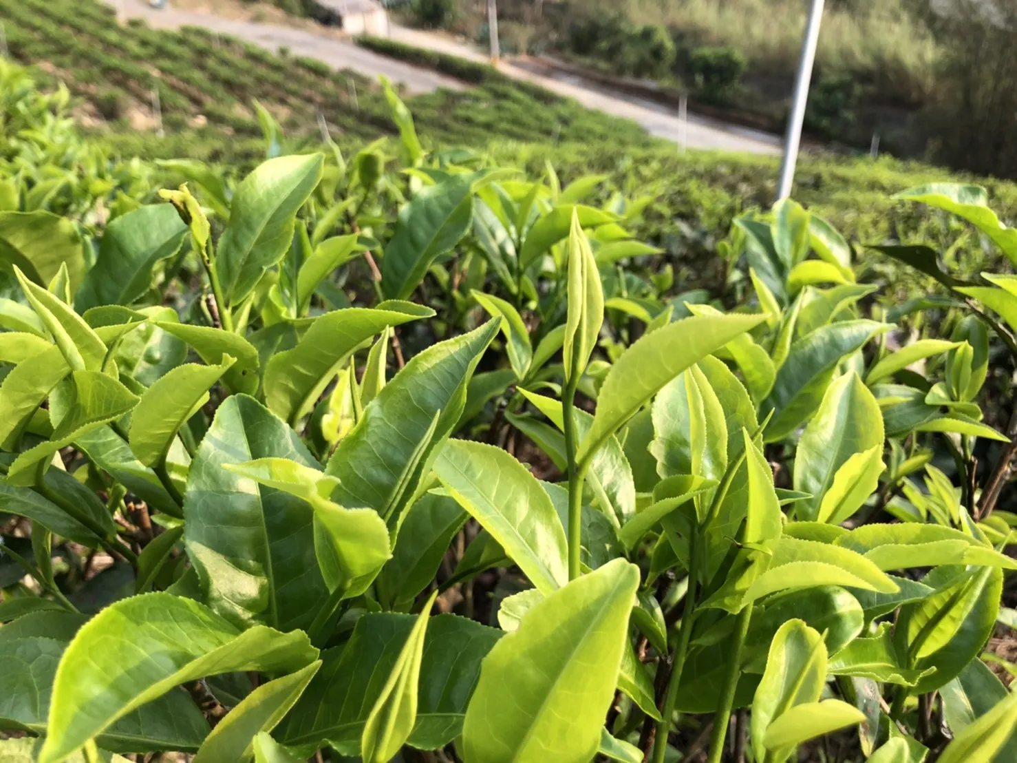  Тайваньский полезный Солнце Луна озеро черный чай листовой рубиновый