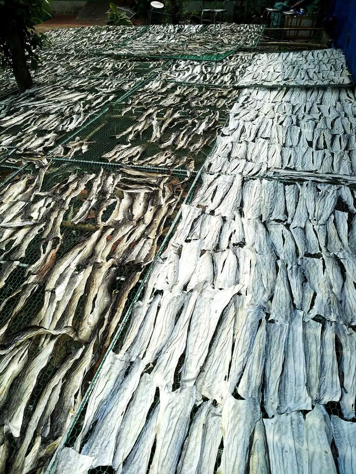 
Dried fish skin Pangasius for snack from Viet Nam 