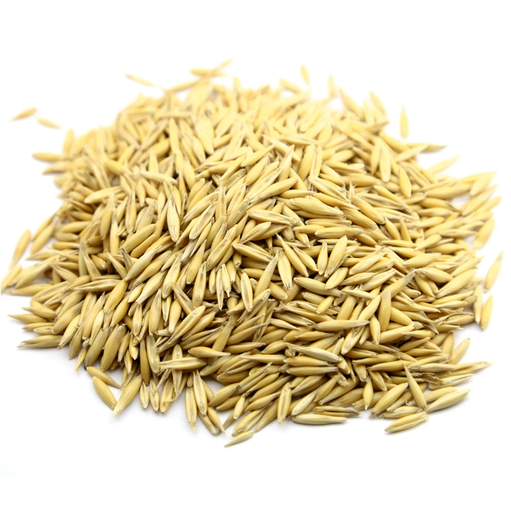 Premium quality oats grain in bulk, wholesale prices