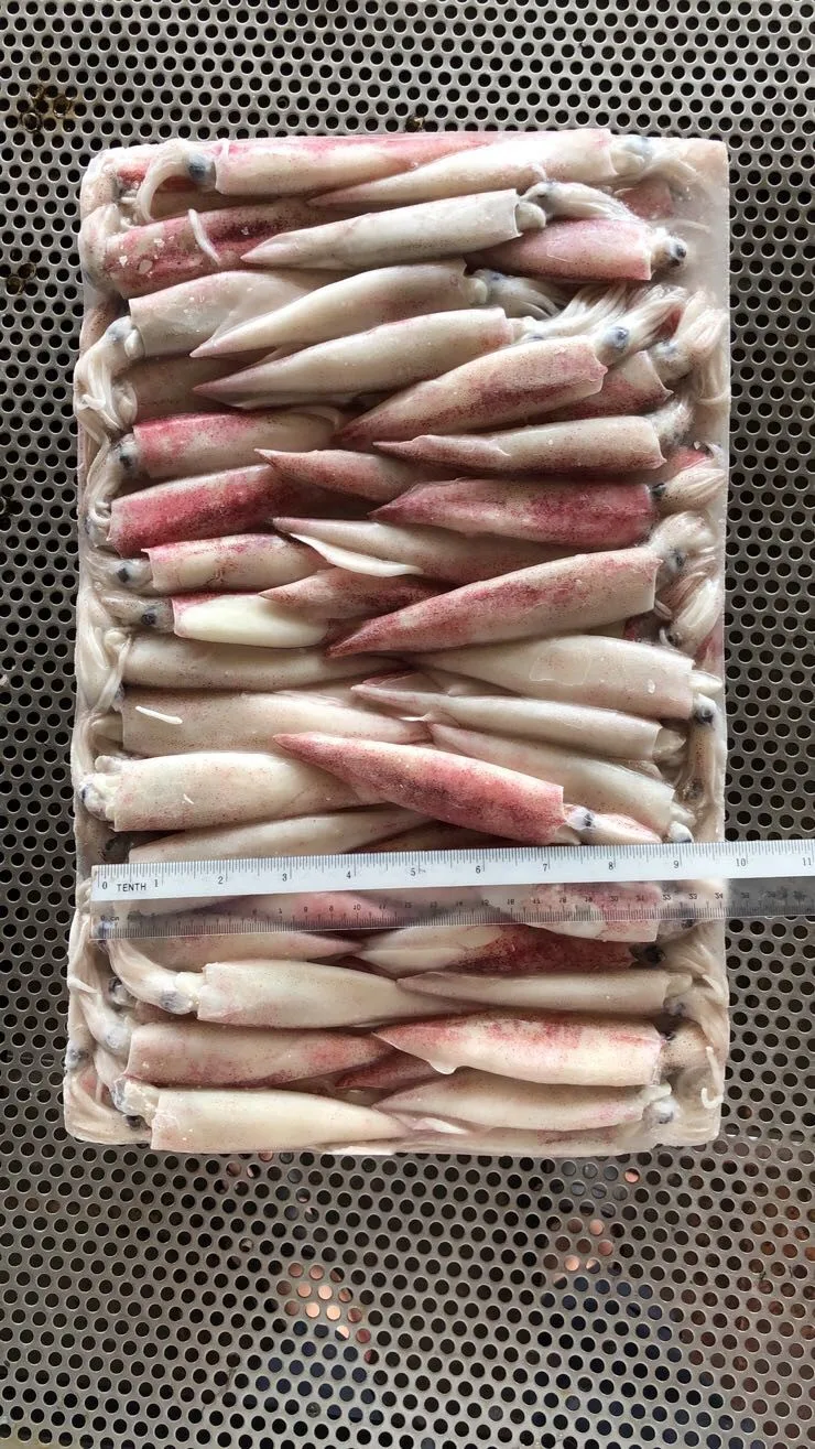 Свежий замороженный цельный кальмар с круглой иглой по лучшей цене для 2/3 3/5 4/5 4/6 5/7 (дюймы/шт), размер из малайзии