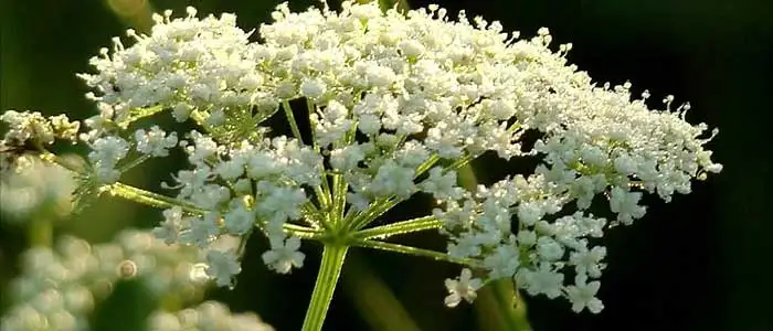 High Quality Anise Seeds