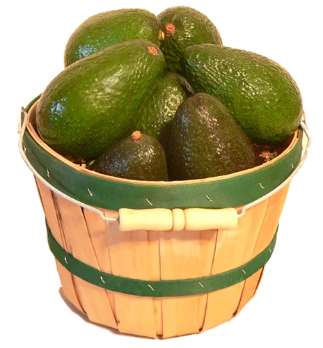 
Top Quality Fresh Hass Avocados 