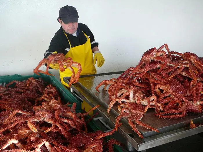 
Snow Crab Antarctica / Deep Sea Crab/ Baby King Crab. WE ARE PRODUCERS !!! 