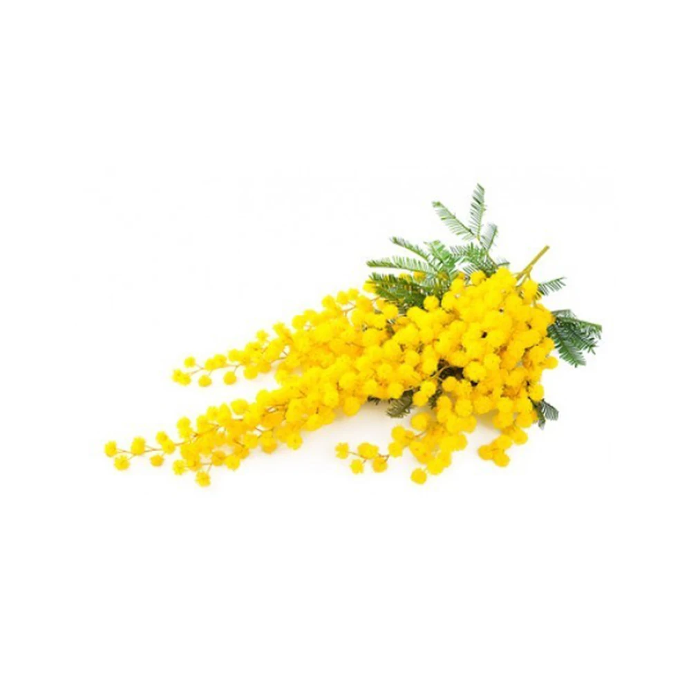 Indian Exporter of Anti-Inflammatory Antidepressant and Antibacterial Medications Mimosa Absolutes Wholesale Price