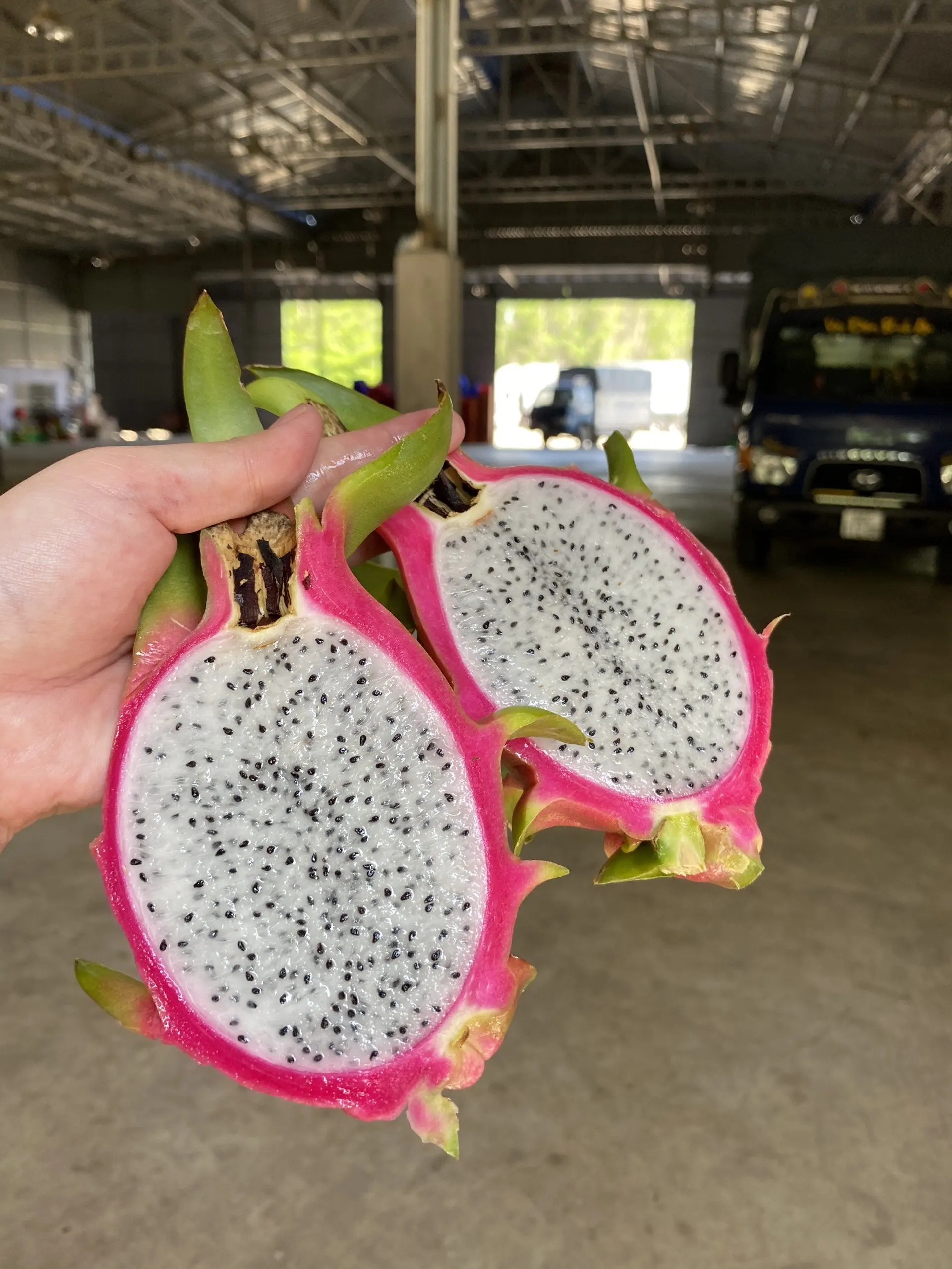 Fresh Dragon Fruit from Vietnam / Vietnamese agricultural products / Nutritious fruits