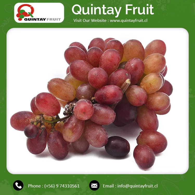 Crimson Seedless Grapes Best Quality Red Grape Seedless Fresh Grape Fresh Fruit Crimson Seedless