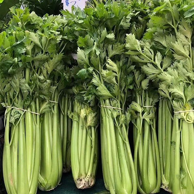 Vegetable Cauliflower Cabbage / China supply for sale fresh celery