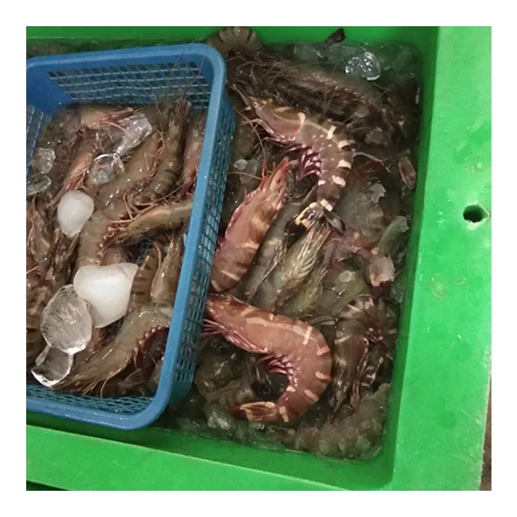 Белые креветки, замороженные креветки Caridean